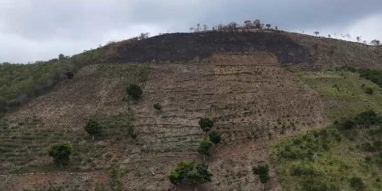 Los aguacates sustituyen el legado del Padre Luis Quinn en lomas de Ocoa y Peravia