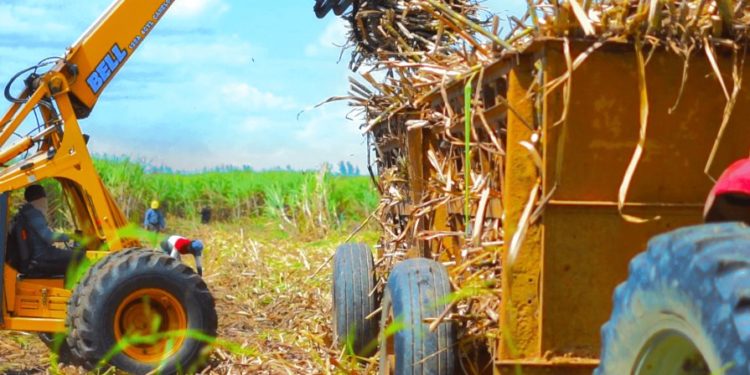 Estados Unidos ordena detener embarques de azúcar sin refinar del Central Romana