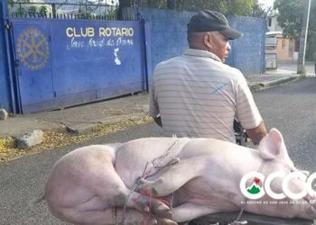 En Ocoa el cerdo asado se vende entre RD$ 500 y RD$ 600 pesos por libra; un pollo entre 500 y 700