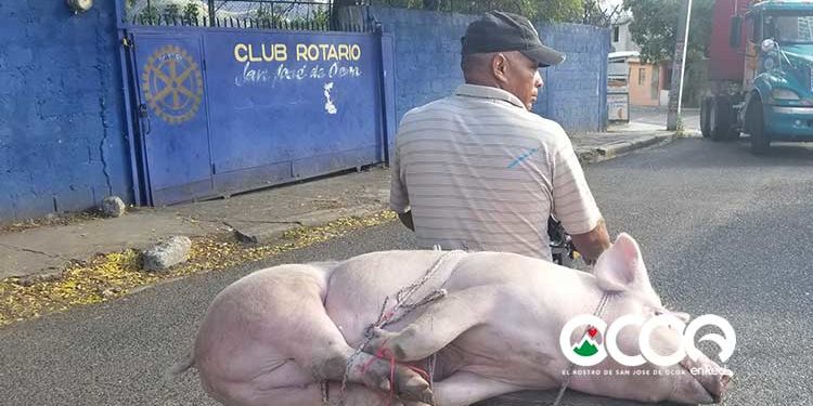 En Ocoa el cerdo asado se vende entre RD$ 500 y RD$ 600 pesos por libra; un pollo entre 500 y 700