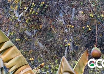 Caída de tendido eléctrico provoca incendio en finca comunidad de Mancebo; daños de unos 15 millones de pesos