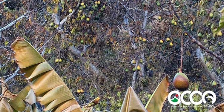 Caída de tendido eléctrico provoca incendio en finca comunidad de Mancebo; daños de unos 15 millones de pesos