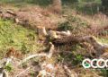 Instituciones preocupadas por talas indiscriminadas de importantes zonas boscosas en Ocoa
