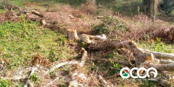 Instituciones preocupadas por talas indiscriminadas de importantes zonas boscosas en Ocoa