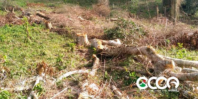 Instituciones preocupadas por talas indiscriminadas de importantes zonas boscosas en Ocoa