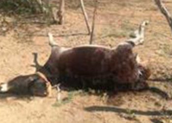 Hombre envenena a 12 burros luego de que entraran a su propiedad