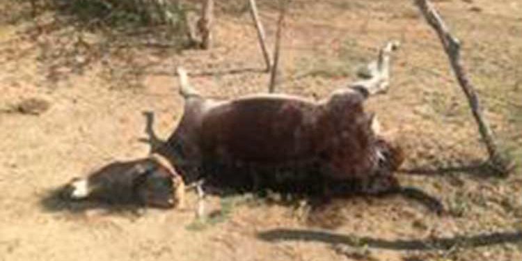 Hombre envenena a 12 burros luego de que entraran a su propiedad