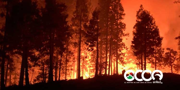 Academia de Ciencias dice RD requerirá entre 15 a 20 años recuperar cobertura forestal de Valle Nuevo