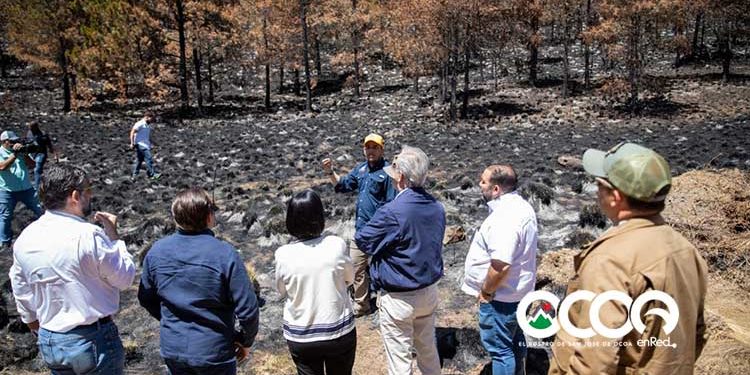 Abinader anuncia plan de acción para regenerar zonas afectadas por incendios en Valle Nuevo y todo el país