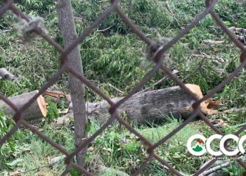 Medio Ambiente autorizó el corte de ocho árboles, autoridades de deportes tumbaron más de 20