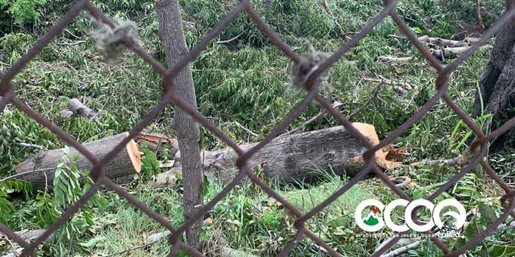 Medio Ambiente autorizó el corte de ocho árboles, autoridades de deportes tumbaron más de 20