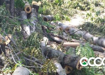 Los actores del corte de árboles en el estadio de beisbol pueden haber incurrido en violación flagrante de tres leyes del RD