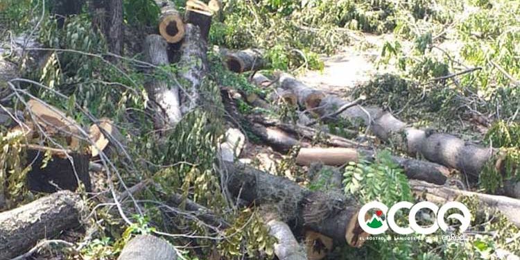 Los actores del corte de árboles en el estadio de beisbol pueden haber incurrido en violación flagrante de tres leyes del RD