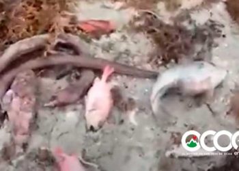 Academia de Ciencias: Barcaza instalada en Azua se encuentra en área protegida