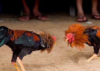 Policía apresa tres hombres acusados de intentar drogar gallos en Nizao