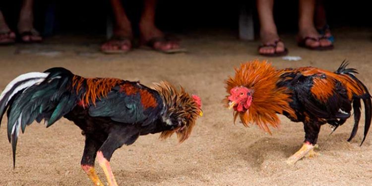 Policía apresa tres hombres acusados de intentar drogar gallos en Nizao