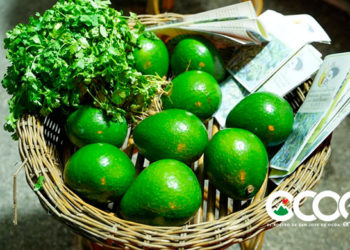 FEDA muestra interés en impulsar la producción del aguacate ocoeño