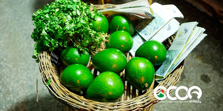 FEDA muestra interés en impulsar la producción del aguacate ocoeño