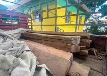 ¡Aleluya! Medio ambiente apresa  en Sabana Larga hombre acusado de traficar con ébano verde