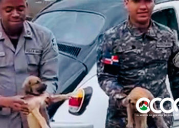 𝗣𝗼𝗹𝗶𝗰í𝗮𝘀 𝗲𝘃𝗶𝘁𝗮𝗻 𝗾𝘂𝗲 𝗱𝗼𝘀 𝗰𝗮𝗰𝗵𝗼𝗿𝗿𝗼𝘀 𝗳𝘂𝗲𝗿𝗮𝗻 𝗮𝘁𝗿𝗼𝗽𝗲𝗹𝗹𝗮𝗱𝗼𝘀 𝗲𝗻 𝗰𝗮𝗹𝗹𝗲 𝗱𝗲 𝗦𝗮𝗻 𝗝𝗼𝘀𝗲́ 𝗱𝗲 𝗢𝗰𝗼𝗮