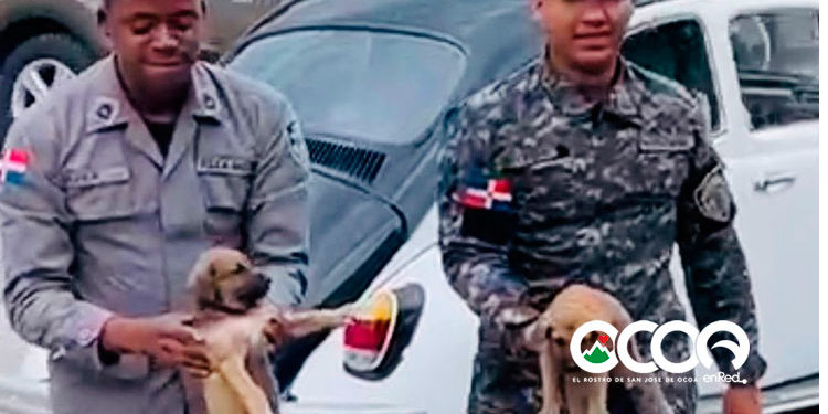 𝗣𝗼𝗹𝗶𝗰í𝗮𝘀 𝗲𝘃𝗶𝘁𝗮𝗻 𝗾𝘂𝗲 𝗱𝗼𝘀 𝗰𝗮𝗰𝗵𝗼𝗿𝗿𝗼𝘀 𝗳𝘂𝗲𝗿𝗮𝗻 𝗮𝘁𝗿𝗼𝗽𝗲𝗹𝗹𝗮𝗱𝗼𝘀 𝗲𝗻 𝗰𝗮𝗹𝗹𝗲 𝗱𝗲 𝗦𝗮𝗻 𝗝𝗼𝘀𝗲́ 𝗱𝗲 𝗢𝗰𝗼𝗮