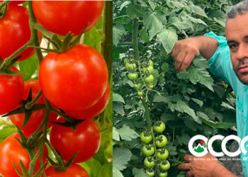 Tomate en Racimo: producido en El Pinar y se consume en todo el País