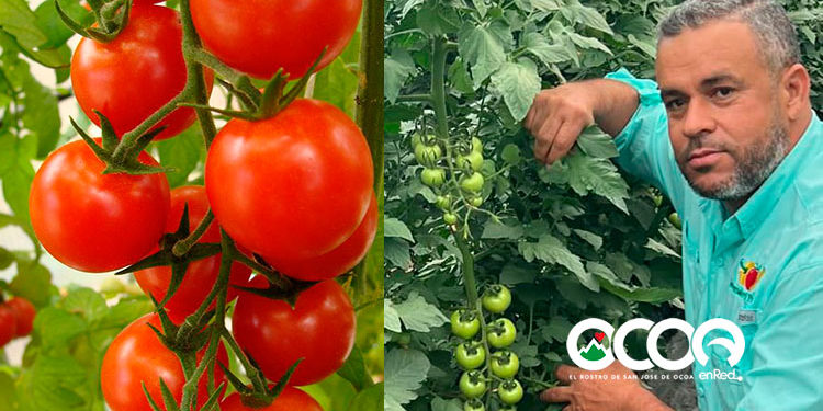 Tomate en Racimo: producido en El Pinar y se consume en todo el País