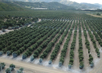 Las razones por las que los aguacates son tan controvertidos y malos para el medio ambiente