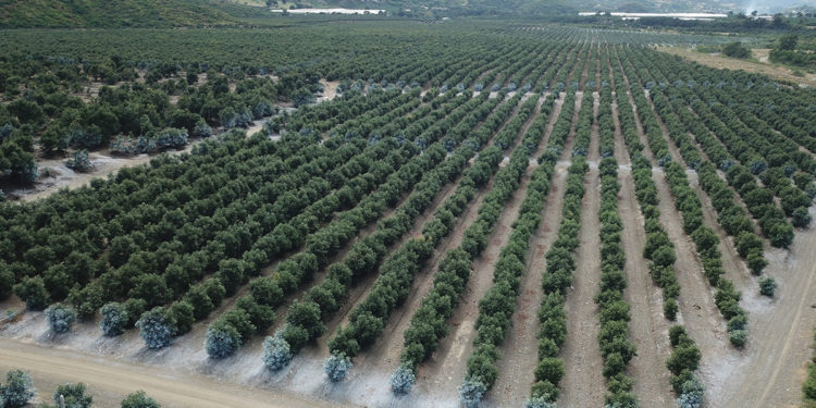 Las razones por las que los aguacates son tan controvertidos y malos para el medio ambiente