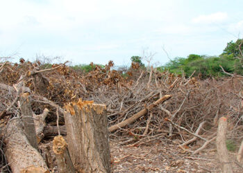 Fundación Ocoa de Pie respalda editorial del LISTÍN DIARIO en defensa de Las Dunas