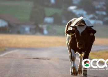 Alcaldía Ocoa da plazo hasta el 15 de diciembre para recoger animales deambulan en las calles