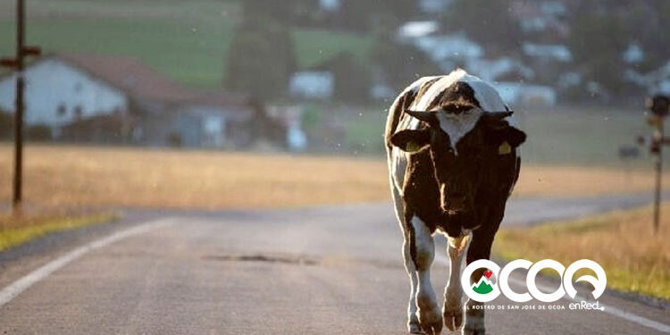 Alcaldía Ocoa da plazo hasta el 15 de diciembre para recoger animales deambulan en las calles