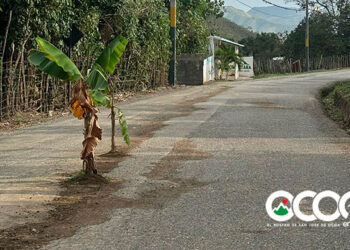 Siembran matas de plátanos en carretera Sabana Larga