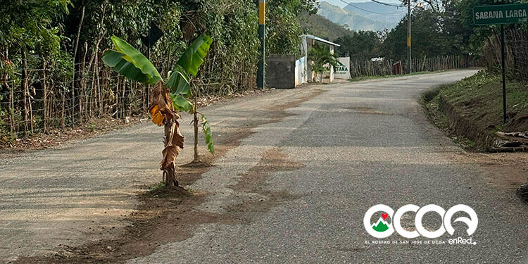 Siembran matas de plátanos en carretera Sabana Larga