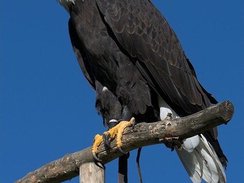 El águila y el mito del renacer: entre la fábula y la verdad