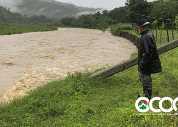 Asocaom califica de desastrosa la situación cafetalera en Rancho Arriba tras el paso de la tormenta Melissa