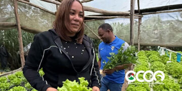 Proyecto hidropónico crece contra todo pronóstico tras rechazo de financiamiento del Banco Agrícola