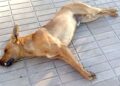 Comunitarios de Rancho Arriba denuncian envenenamiento de perros y gatos y exigen investigació