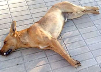 Comunitarios de Rancho Arriba denuncian envenenamiento de perros y gatos y exigen investigació