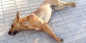 Comunitarios de Rancho Arriba denuncian envenenamiento de perros y gatos y exigen investigació