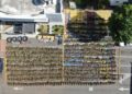 De productos agrícolas a marihuana: descubren otra gran plantación de más de 15 mil plantas en Ocoa