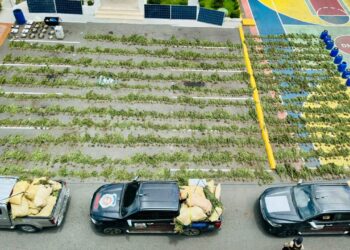 DNCD desmantela más de tres mil plantas de marihuana en finca en Ocoa  y arresta tres
