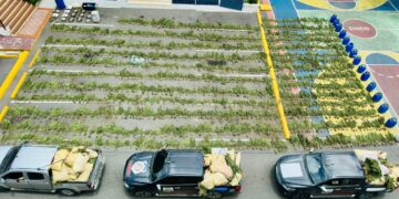 DNCD desmantela más de tres mil plantas de marihuana en finca en Ocoa  y arresta tres