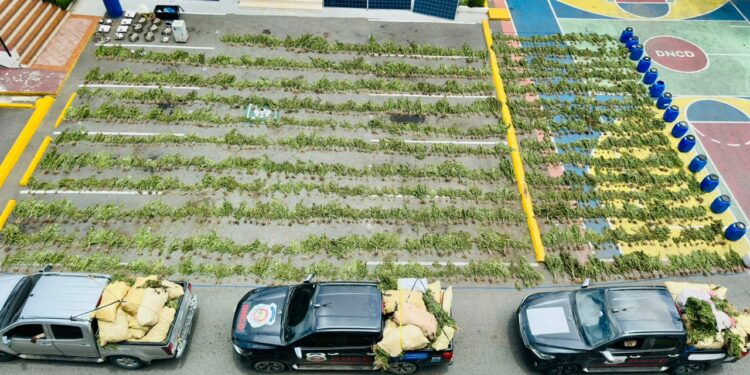 DNCD desmantela más de tres mil plantas de marihuana en finca en Ocoa  y arresta tres