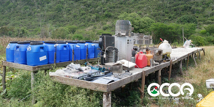Dos haitianos y un dominicano detenidos por presunta plantación de marihuana en la zona de El Pinar