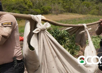 ¿Quién está detrás de la producción de las presuntas matas de marihuana halladas en la zona de Ocoa?