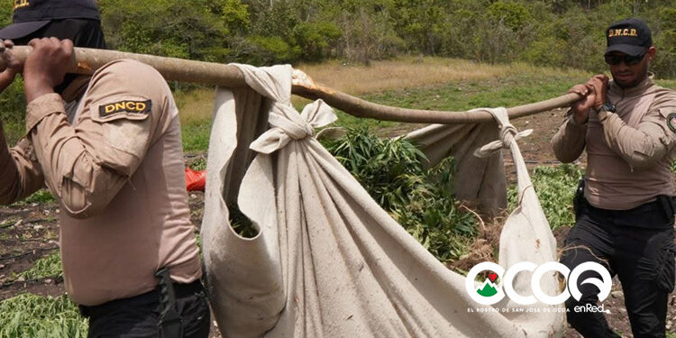 ¿Quién está detrás de la producción de las presuntas matas de marihuana halladas en la zona de Ocoa?