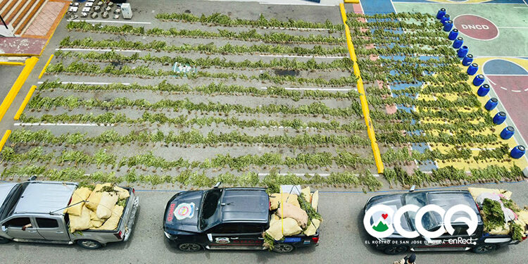 Dos haitianos y un dominicano detenidos por presunta plantación de marihuana en la zona de El Pinar