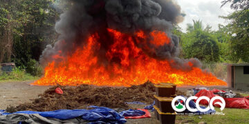 Marihuanas decomisadas en lomas de Ocoa fueron quemadas por INACIF