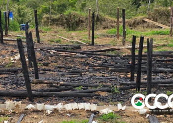 Ocoa sigue produciendo, desmantelan otro cultivo de marihuana